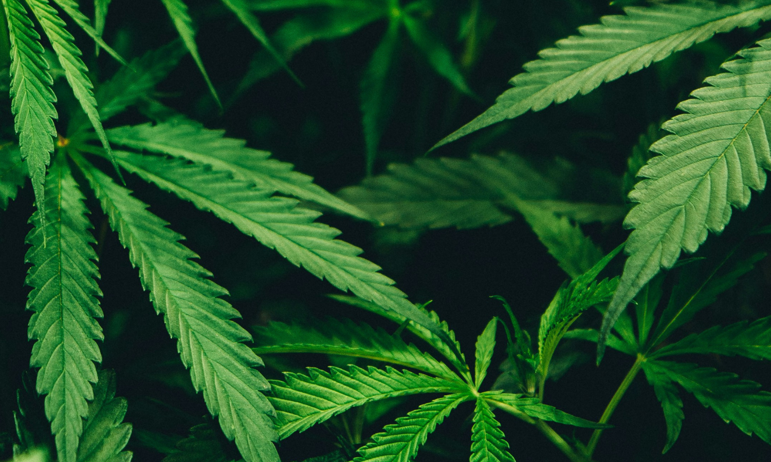 What Is THCv? THCv vs. THC Explained