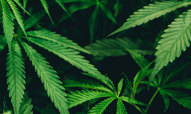 What Is THCV vs THC? Understanding the Key Differences