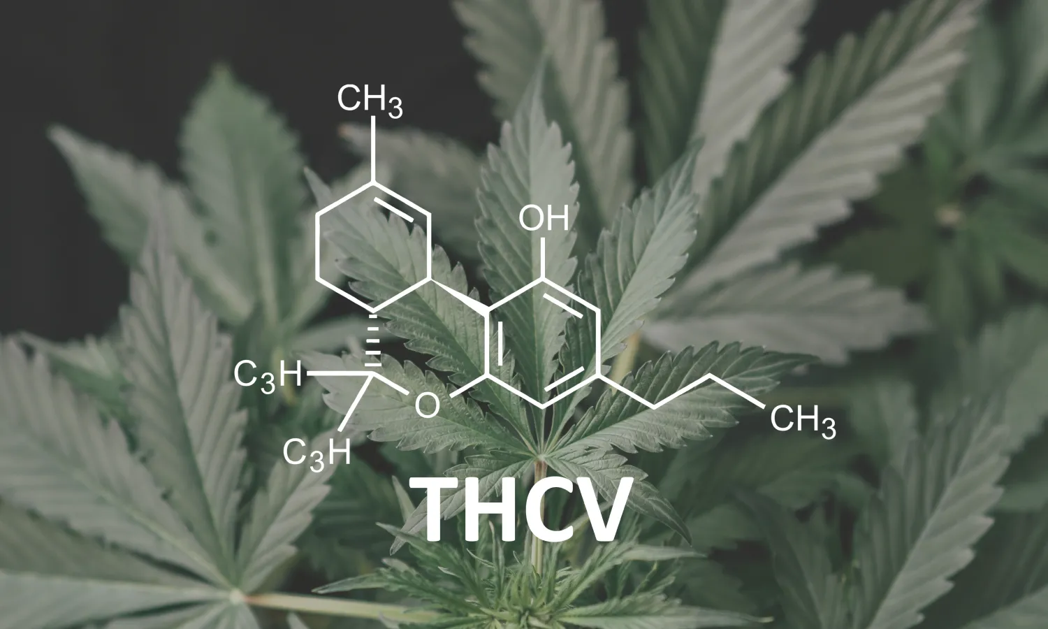 What Is THCv? THCv vs. THC Explained