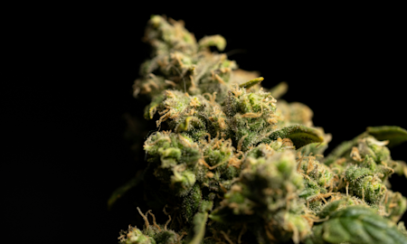 THCA vs THC: Finding Your Best Fit