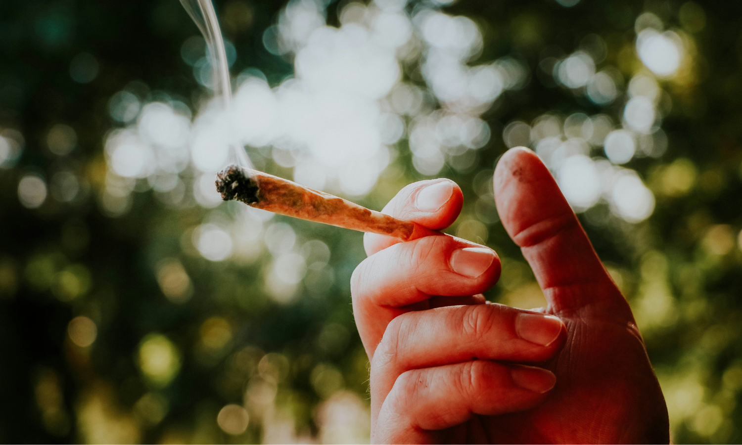 THC Content In A Joint: Everything You Need To Know