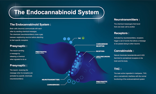 How the Endocannabinoid System Affects Everything from Mood to Sleep