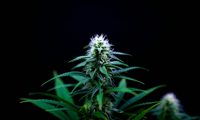 What Are Weed Crystals Really? Your Complete Trichome Guide