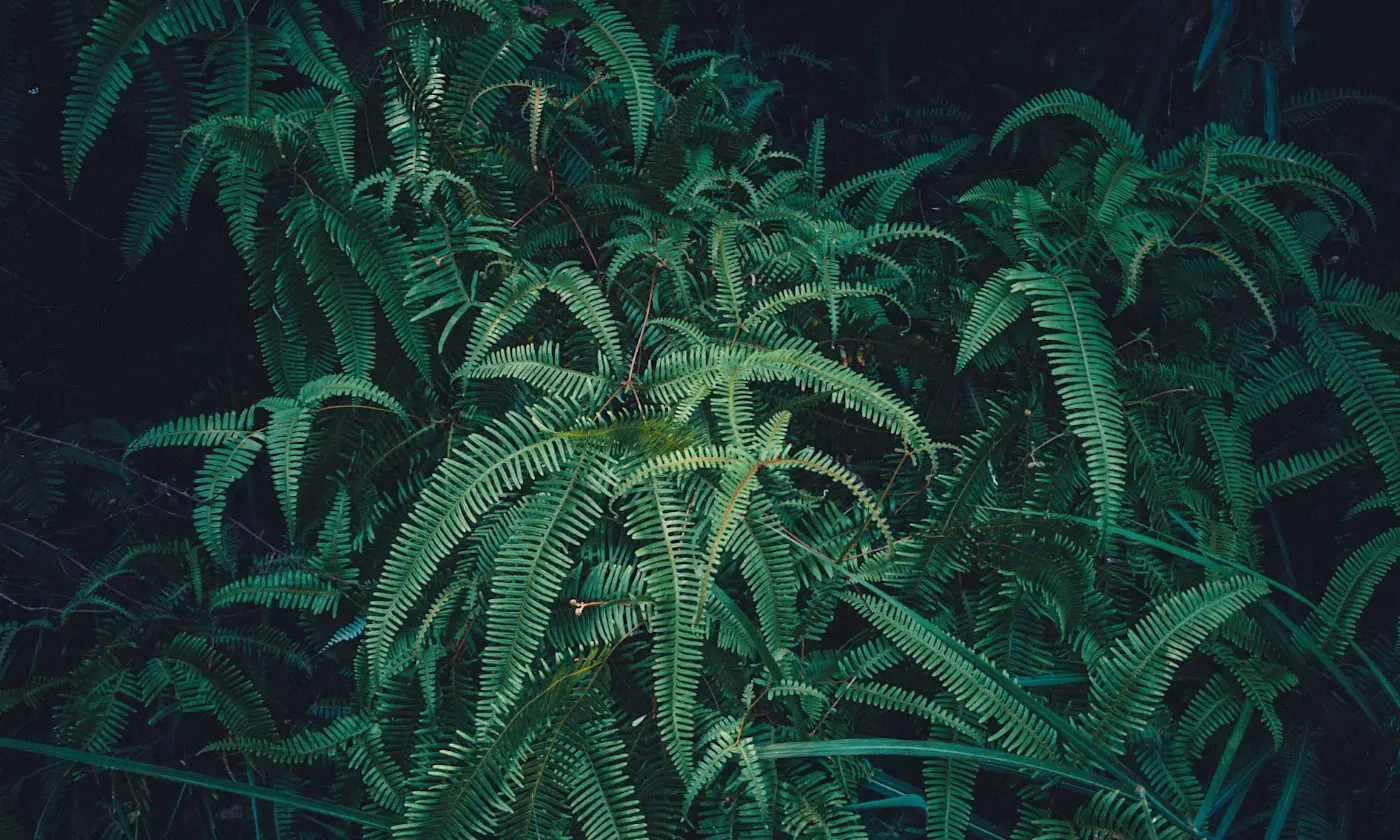 Managing Cannabis-Induced Discomfort Through Breathing and Grounding Techniques