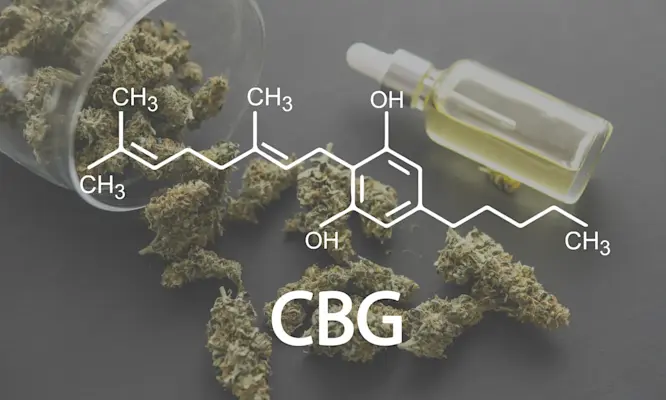 The Mother Of All Cannabinoids: A Comprehensive Guide To CBG