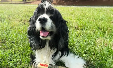 Say Hello To Our New Mood Joint Dog Toy