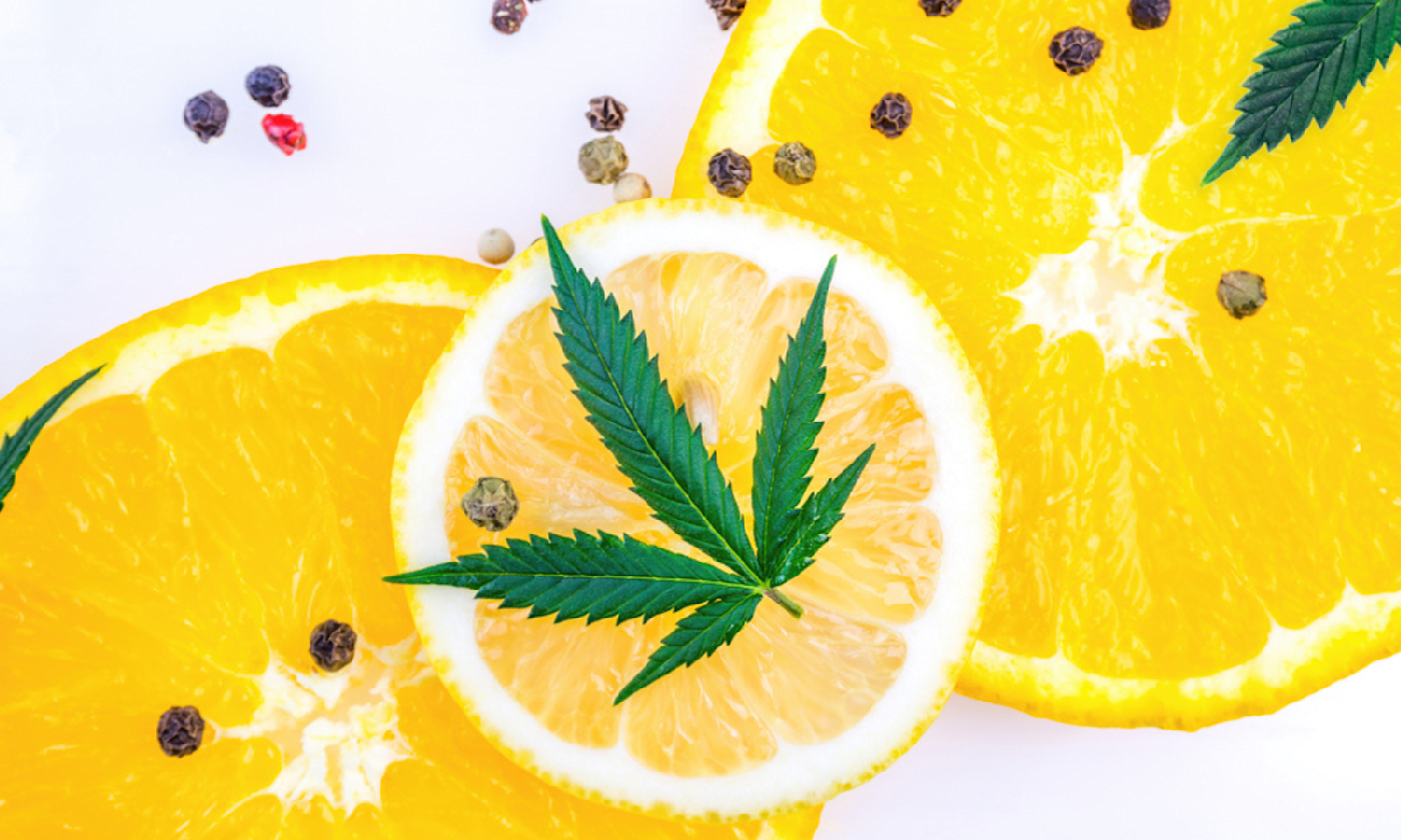 Skunk #1 Strain History and Its Impact on Modern Cannabis Breeding