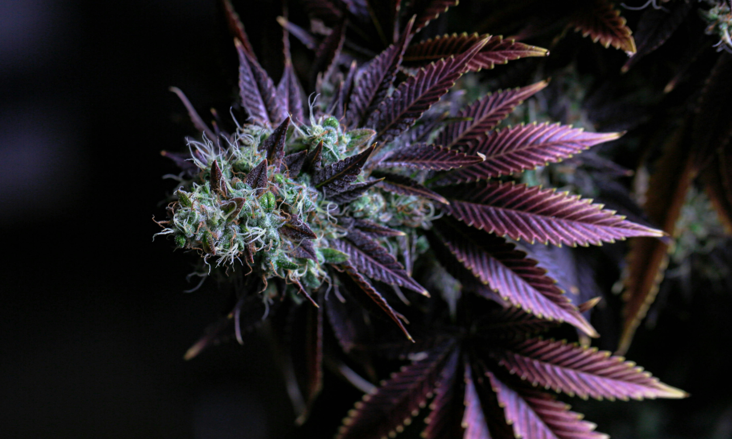 Purple Punch Strain Review: What It's Like To Smoke It