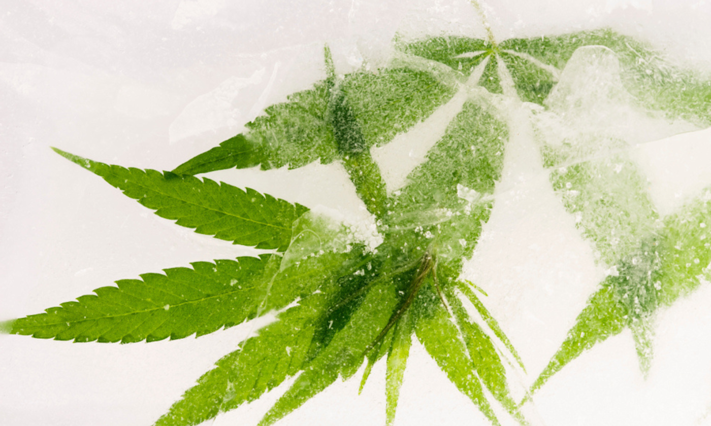What Is Live Resin? The Complete Guide to Fresh-Frozen Cannabis Concentrates