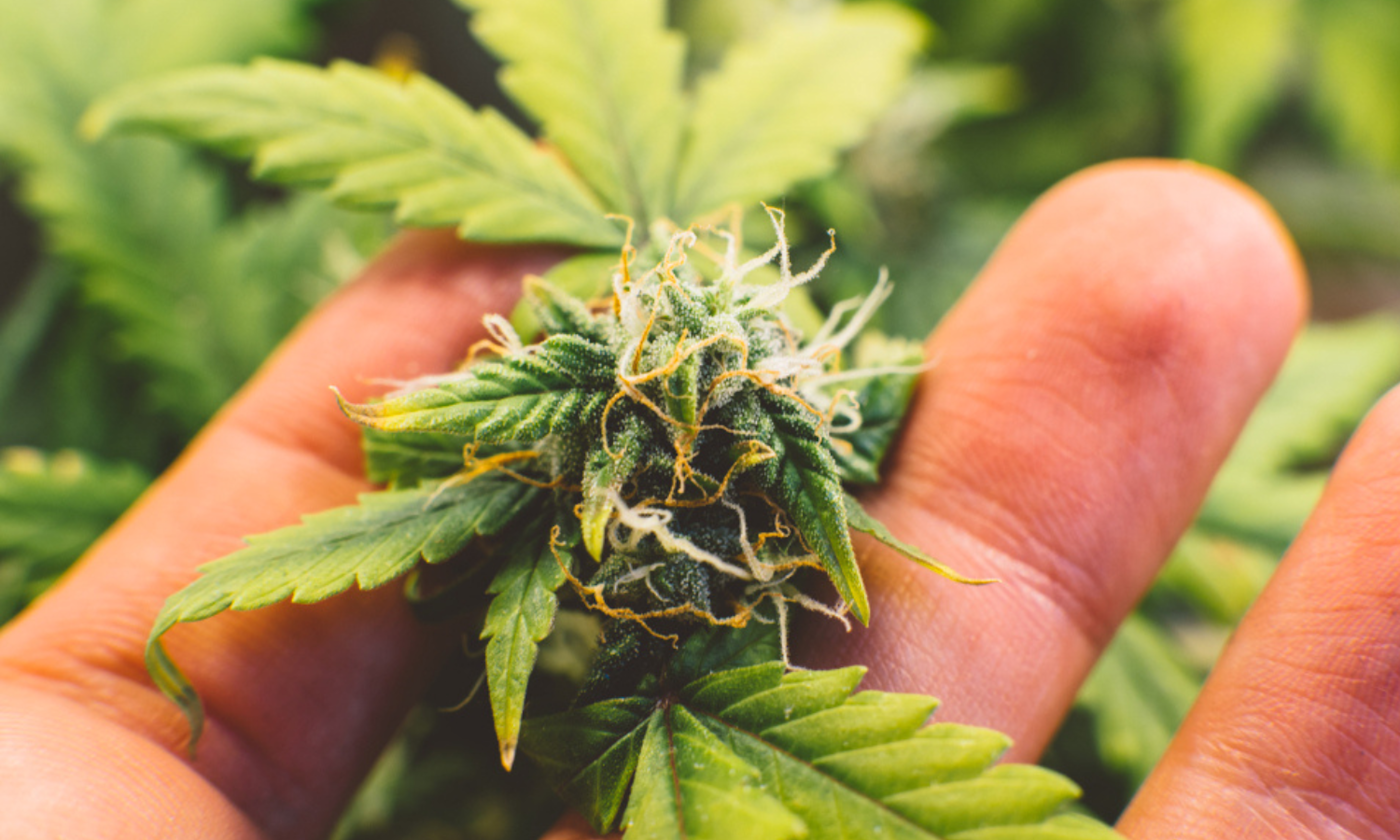 Is HHC Legal in Your State? Complete Safety Testing and Buying Guide