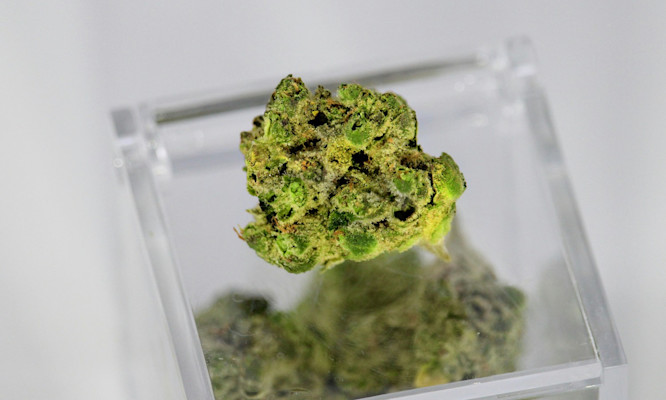 What Are Cannabis Terpenes and Why Do They Make Weed Smell So Distinct