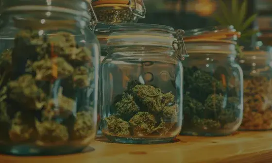 Where To Buy Bud Online: The Best Options for 2025