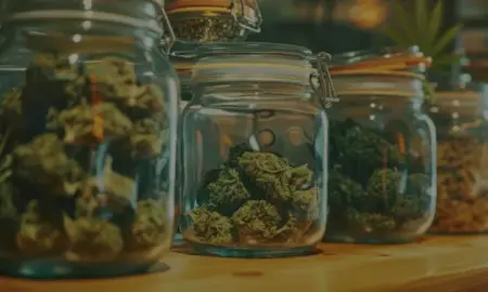 Where To Buy Bud Online: The Best Options for 2025