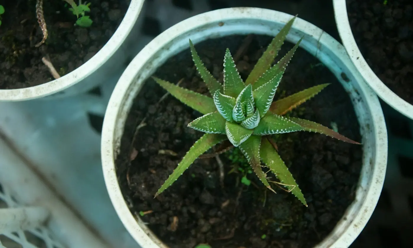How to Treat Thrips on Cannabis Plants