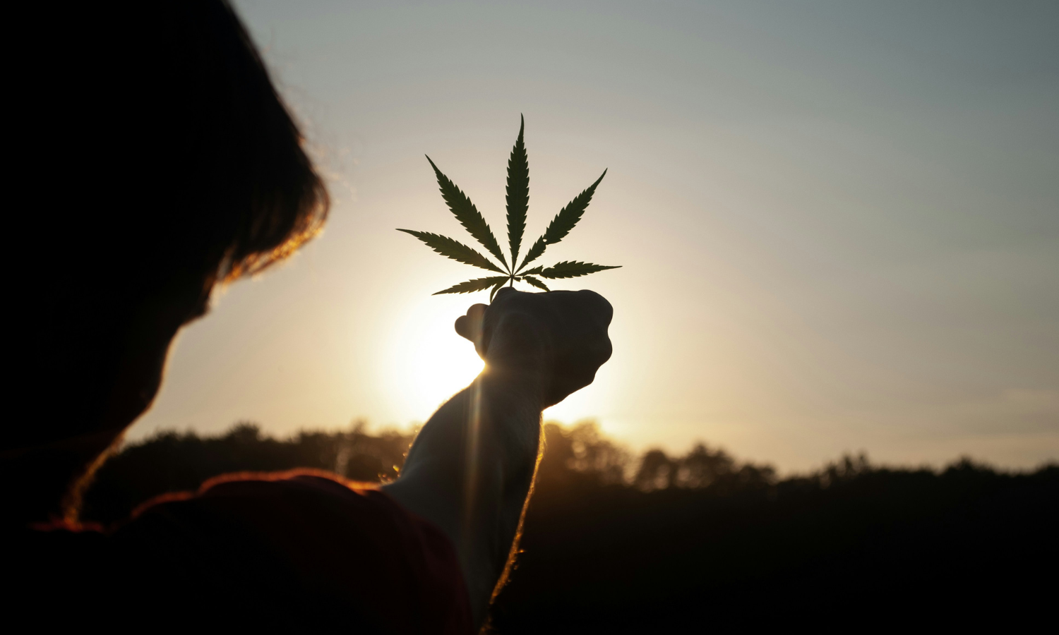 Get in the Mood: Mood’s Happy Cannabis Collection