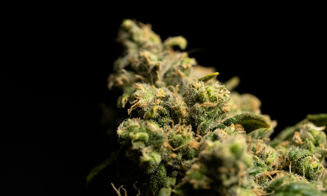 Northern Lights Strain Effects From First Hit to Final Hour