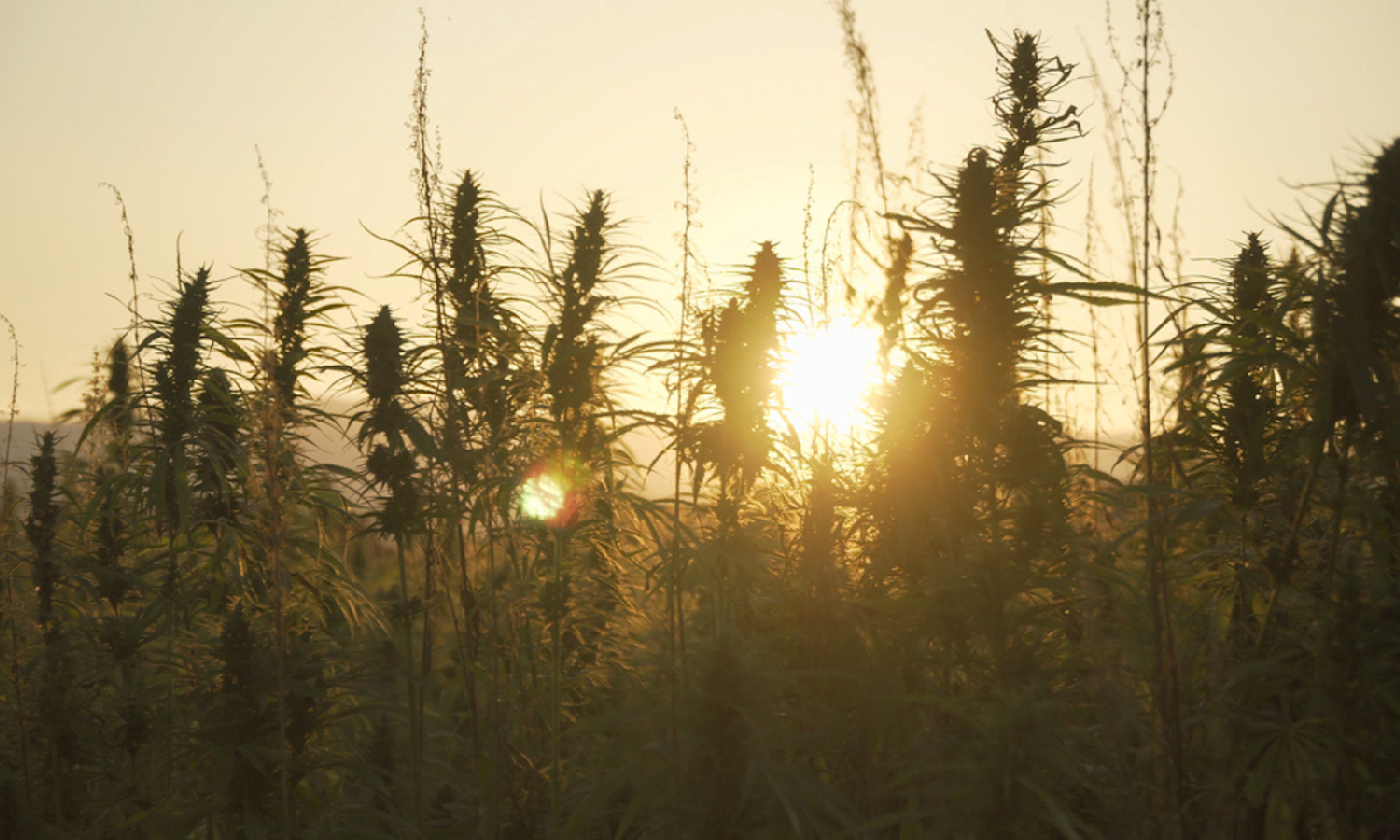 Bulk Buying Weed Saves Money Every Time You Shop