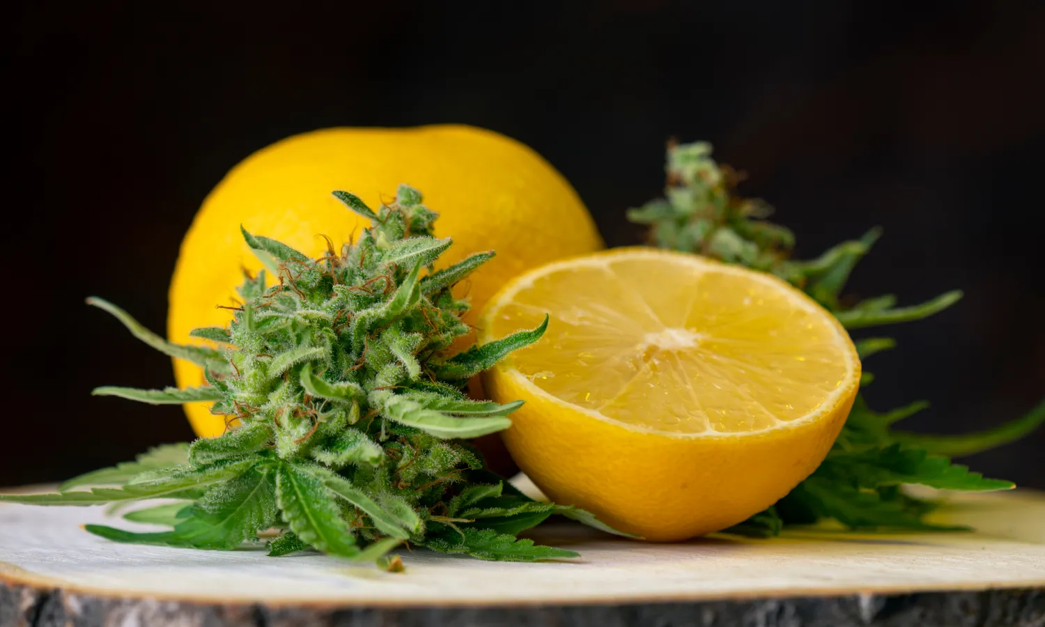 Cannabis Terpenes: What Are They & What Do They Do?