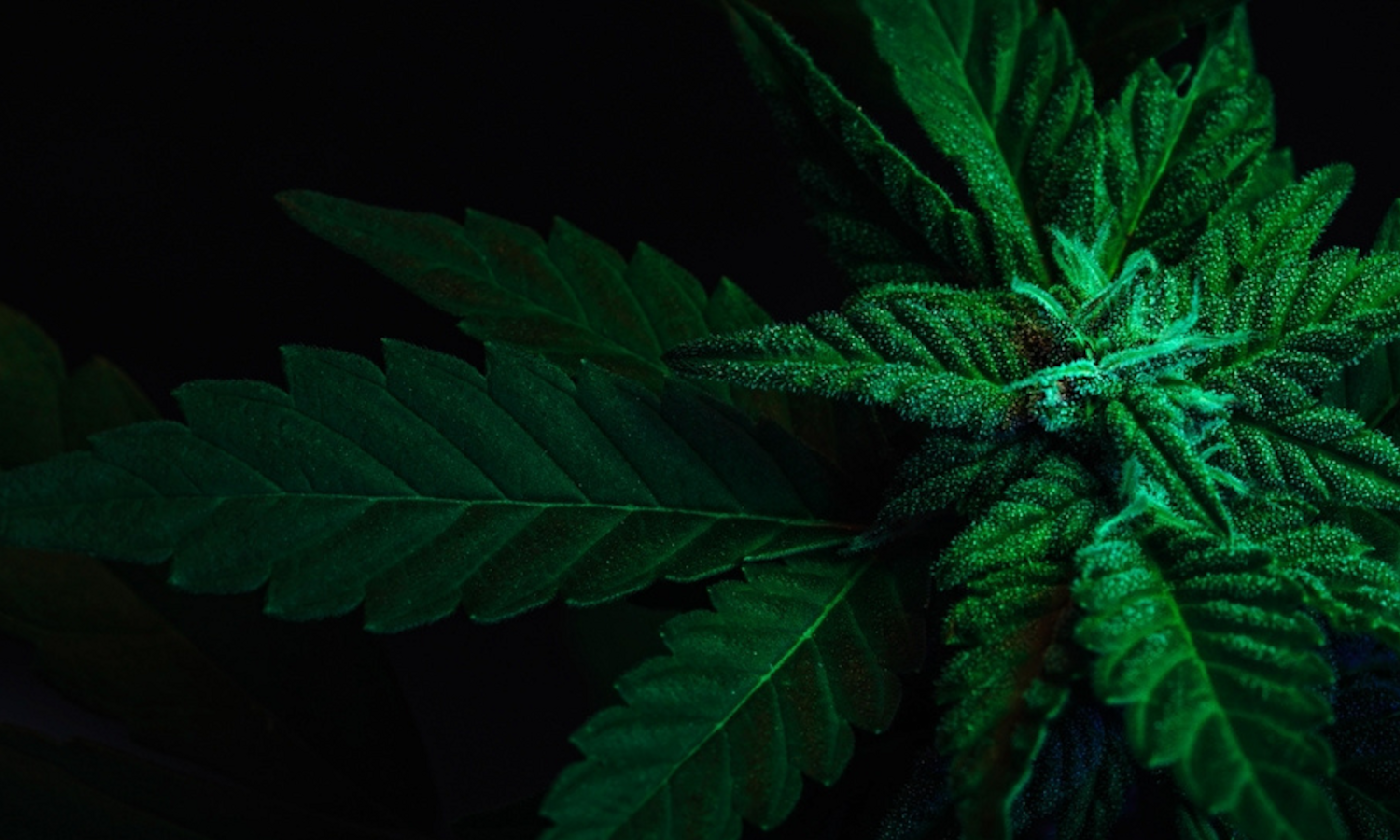 Understanding Cannabis Price Differences Across Quality, Location, and Supply