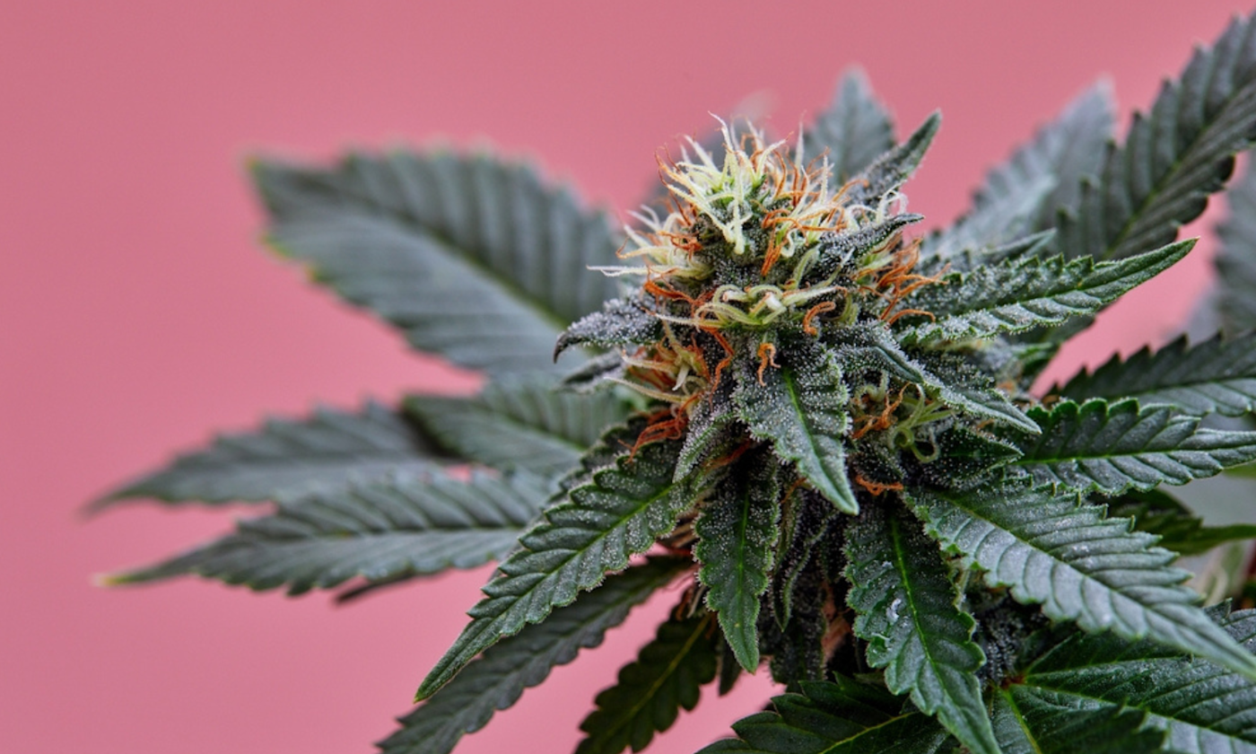 THC vs THCA Percentage: The Complete Guide to Cannabis Potency Labels