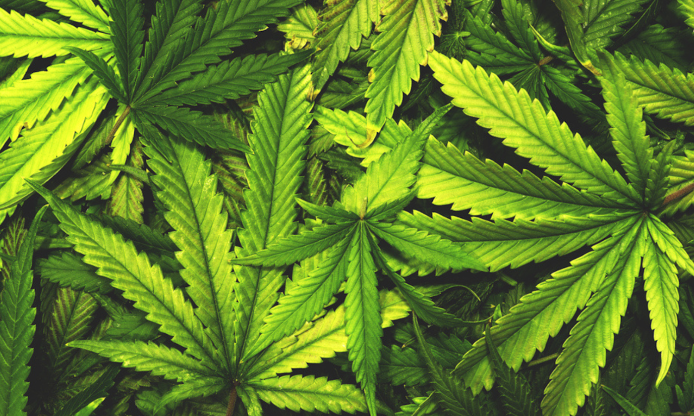 THC Absorption Methods: The Science Behind Drinks and Edibles