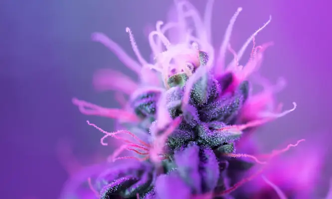 What Is Indica Weed? Effects, Benefits, & Products