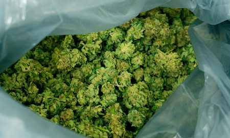 Cannabis: Male vs. Female: How the Plants Differ