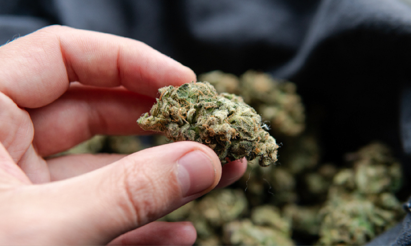 What to Do With Old Weed - Transform Degraded Cannabis into Potent Edibles and Concentrates