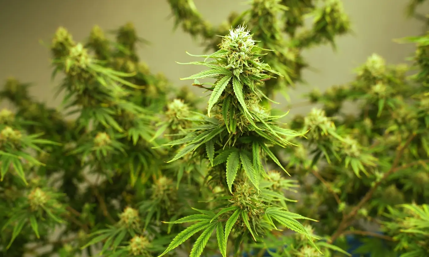 Weed Leaf Identification Guide to Structure and Visual Patterns