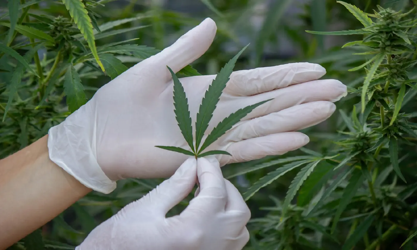 Can Weed Expire? The Definitive Guide to Cannabis Shelf Life