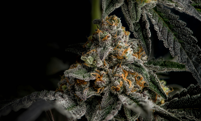 Super Boof vs Black Cherry Punch and Tropicana Cookies Complete Strain Comparison