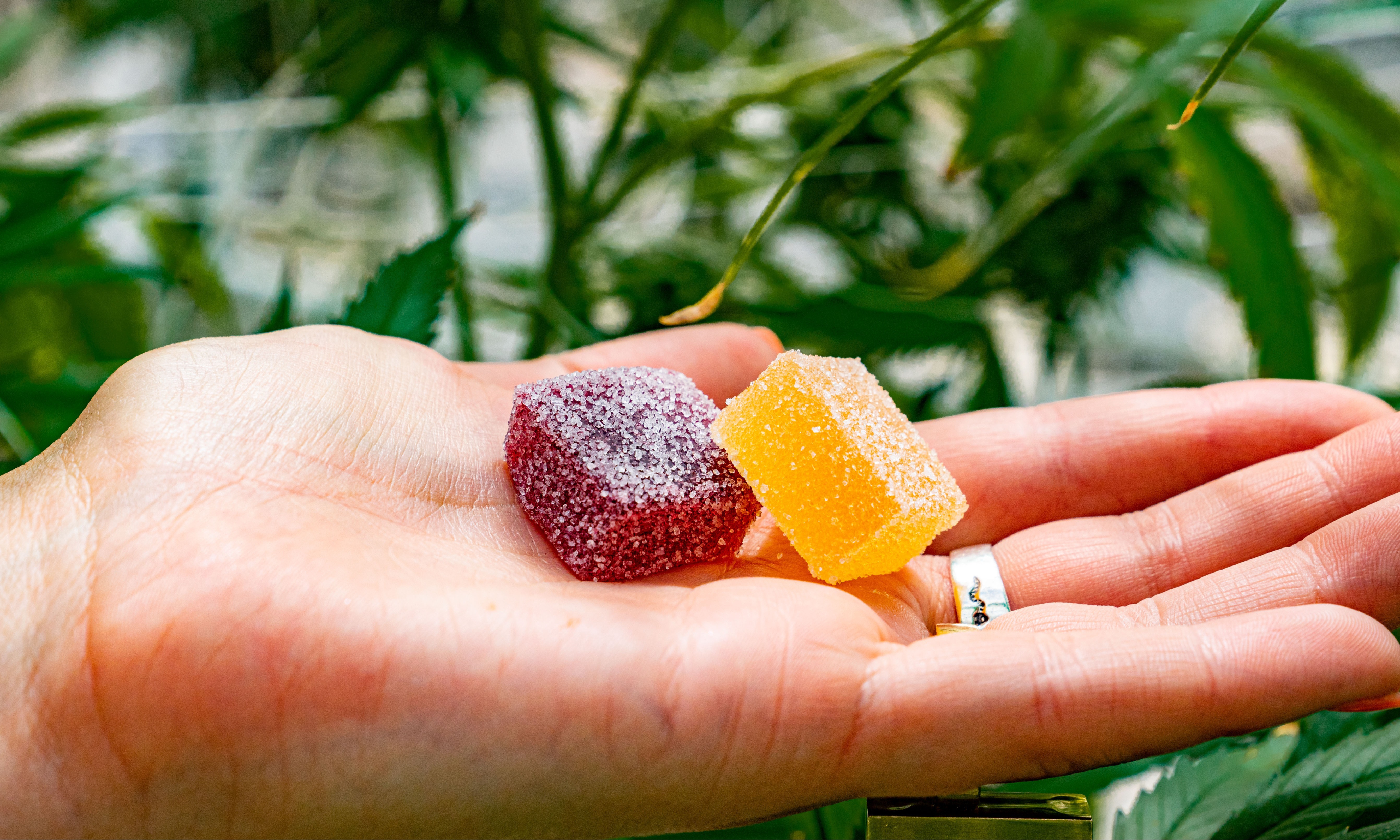 My First THC Gummy: What It's Like Using Them for the First Time