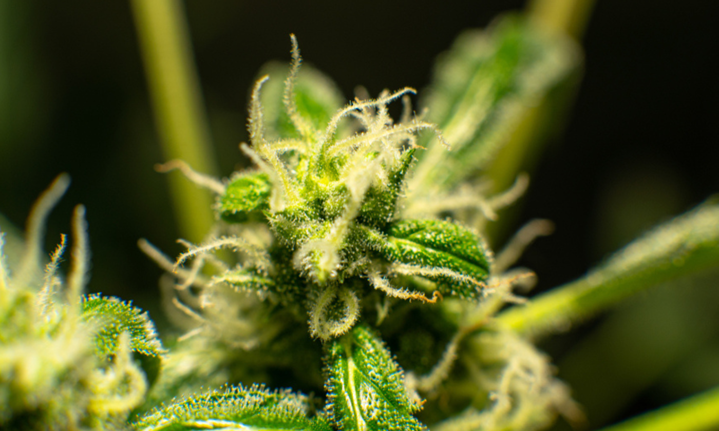 Cannabis Terpene Effects That Transform Your High