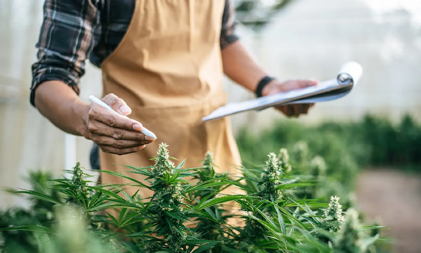 Understanding Cannabis Fan Leaves Their Purpose and When to Remove Them