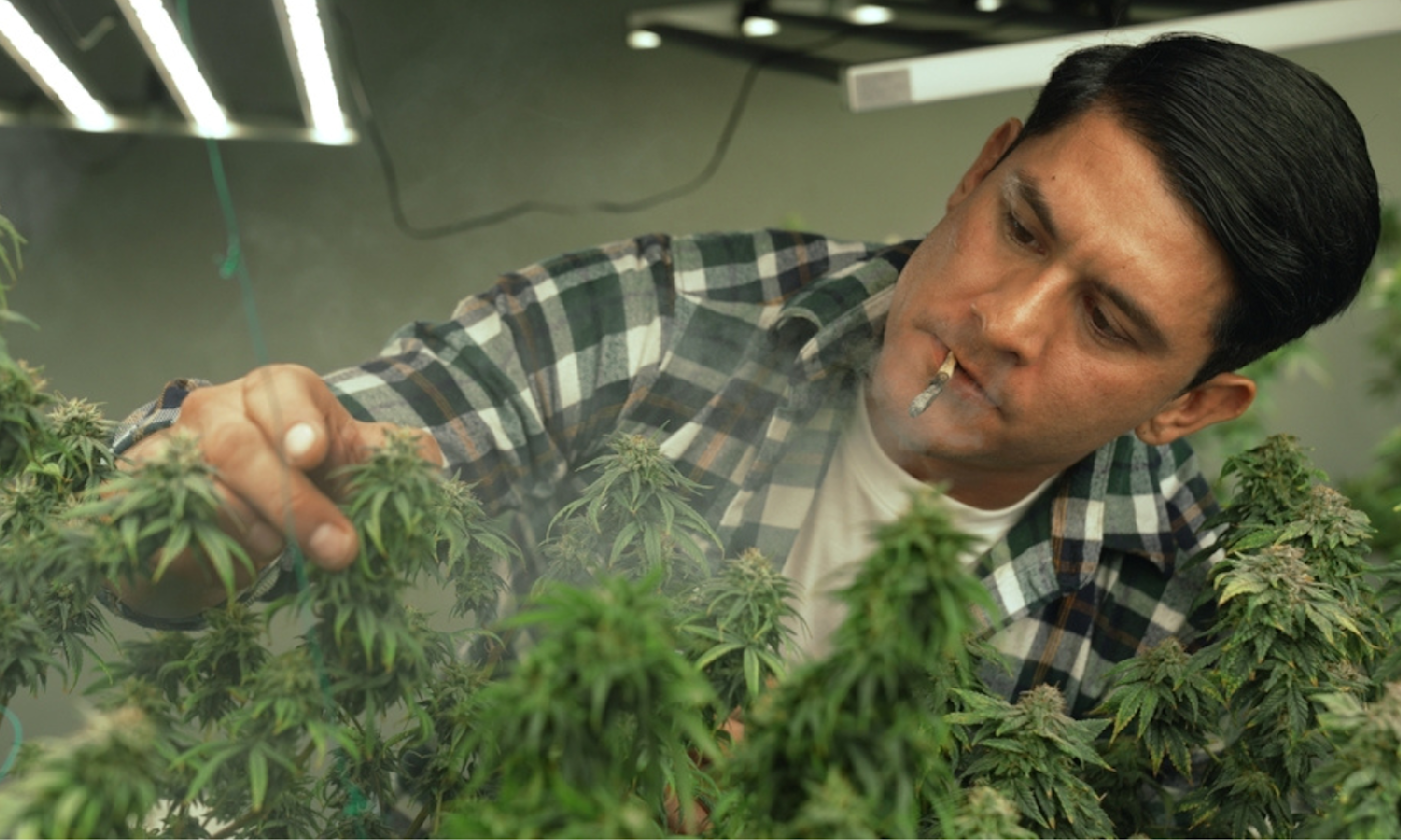 How Long Weed Takes to Grow From Seed to Harvest