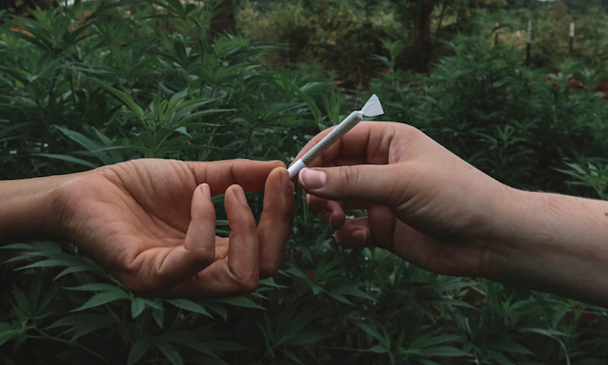 Beginner-Friendly Weed Strains To Start Right