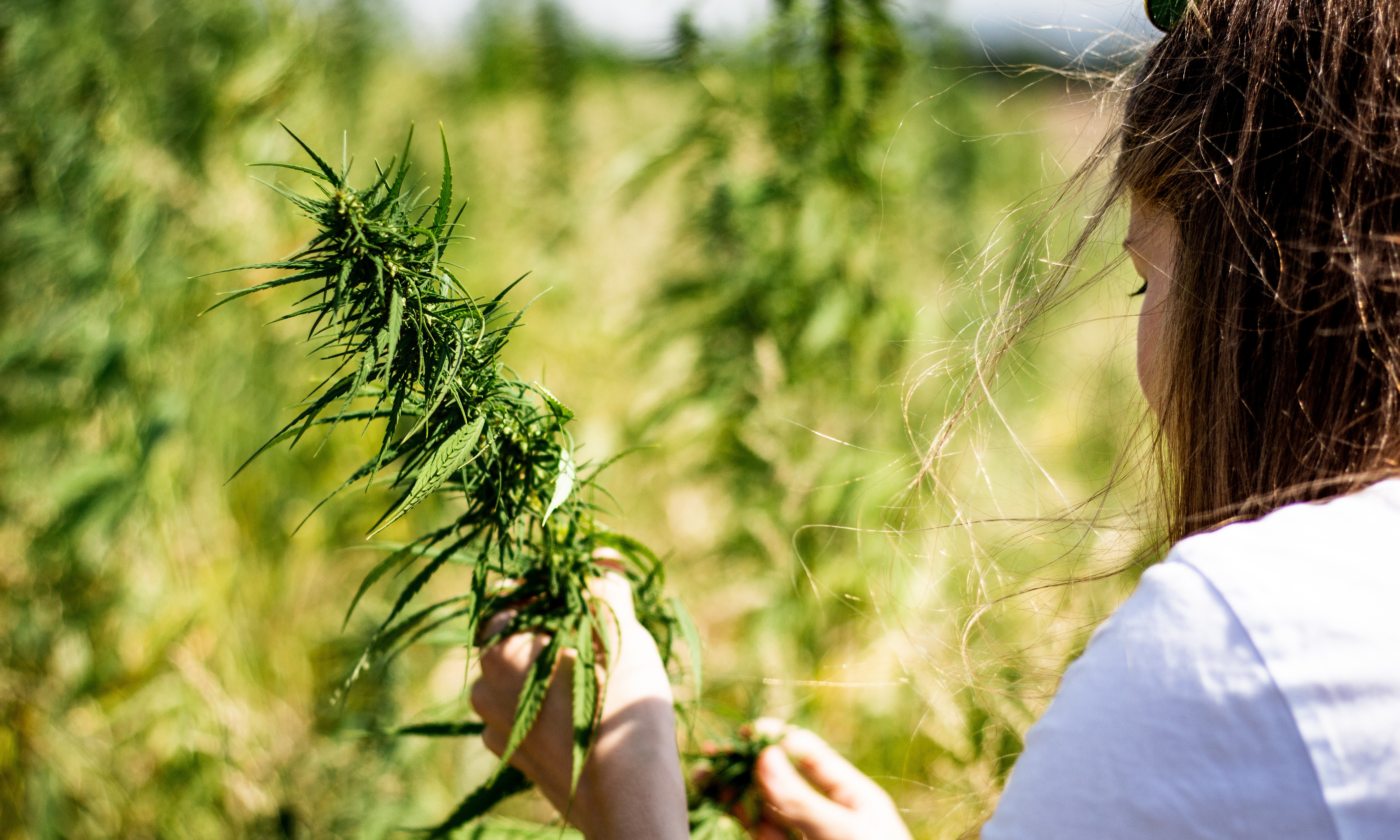 How Harvesting Cannabis Works