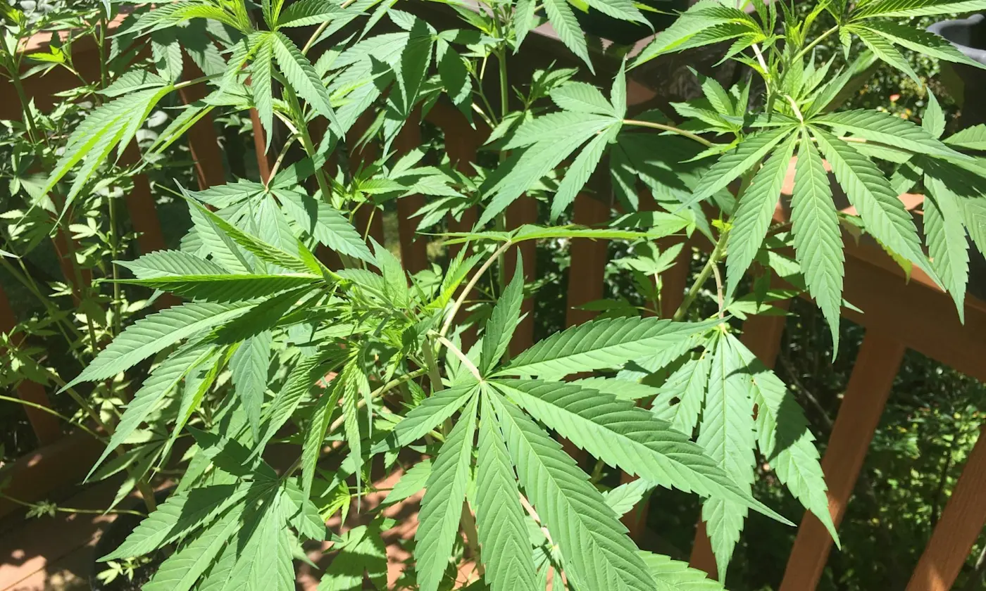 Definitive Guide to Weed Amounts and Pricing