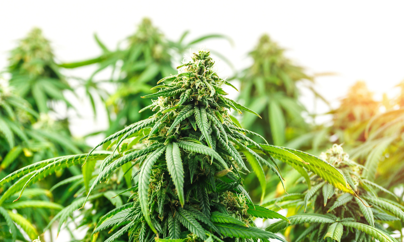 How to Identify Male and Female Cannabis Plants