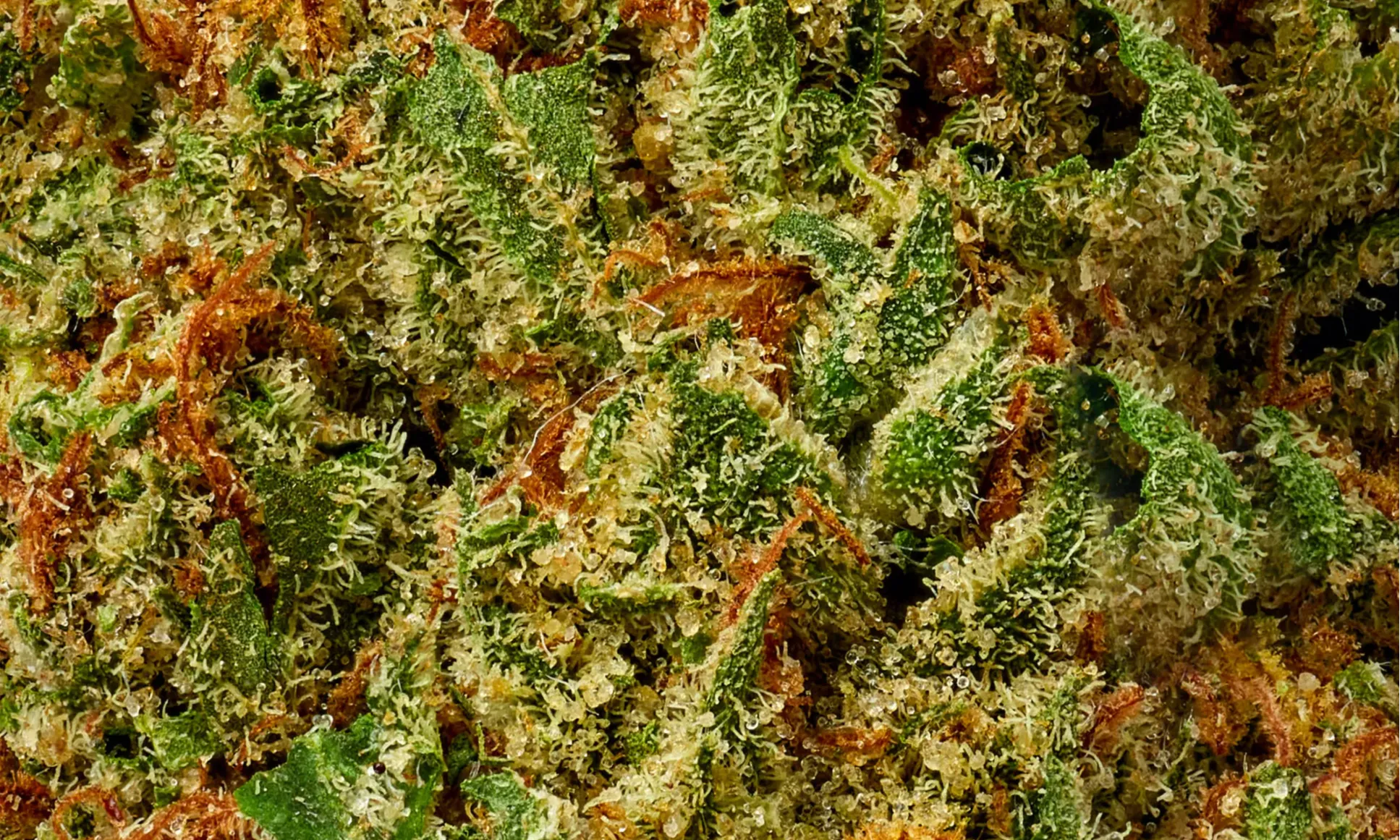 Mood’s Super Lemon Haze Strain: A Burst of Energy with a Sweet Citrus Kick