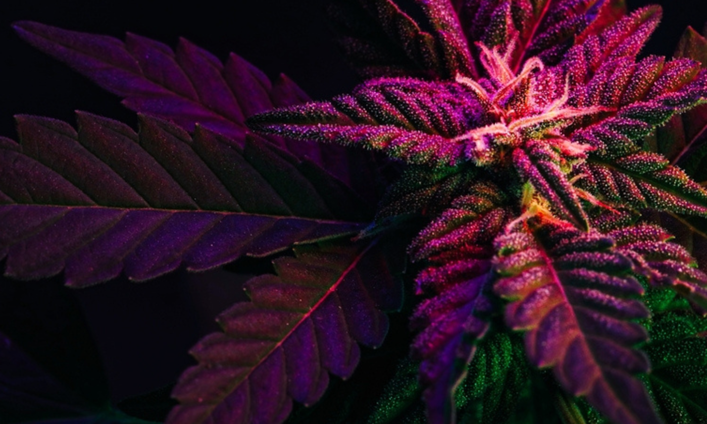 How to Start Microdosing THC Without Getting Too High