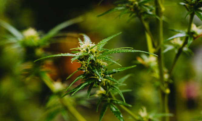 Evidence-Based Look at Pinene Terpene Effects