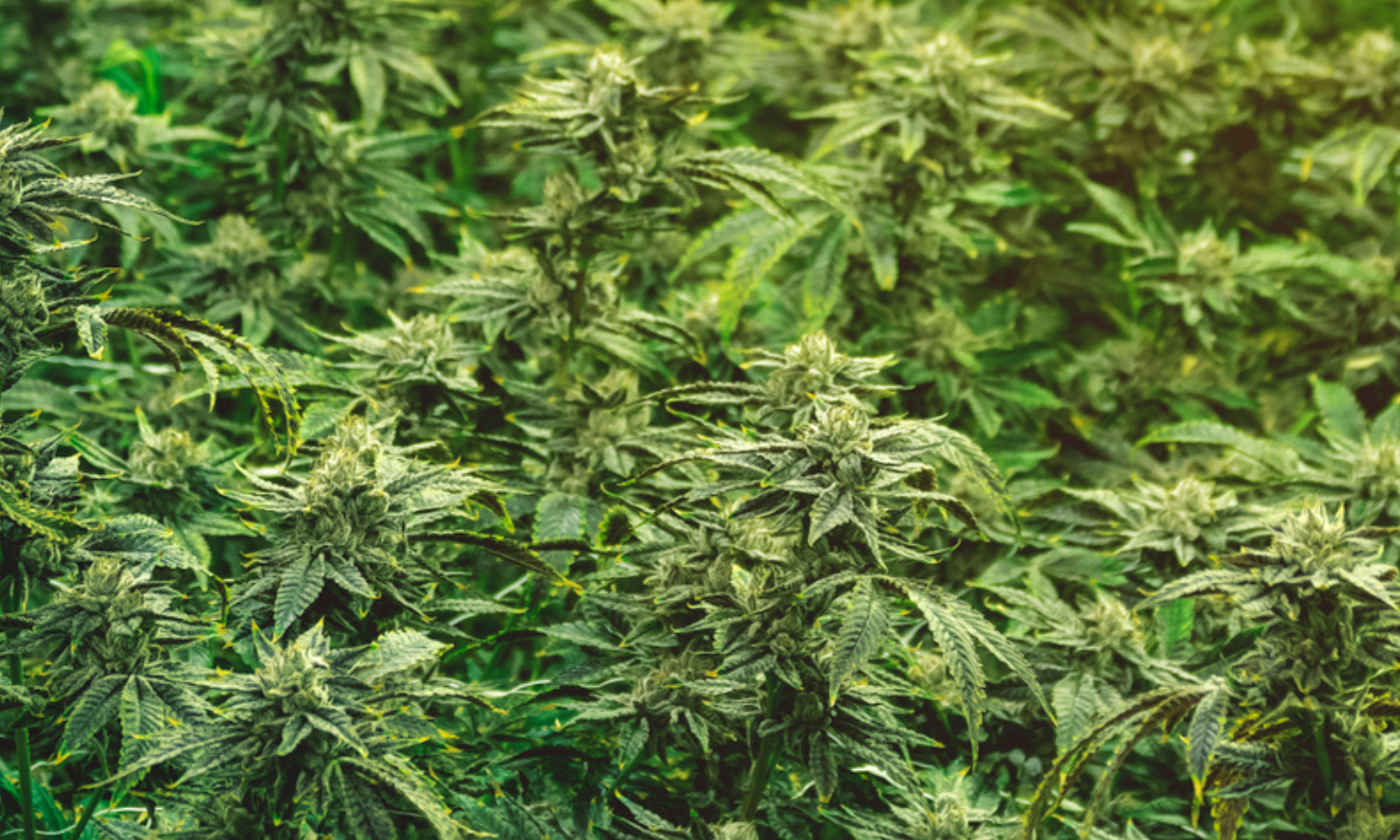 QP Weed Prices Right Now: Your Complete Quarter Pound Cost Guide
