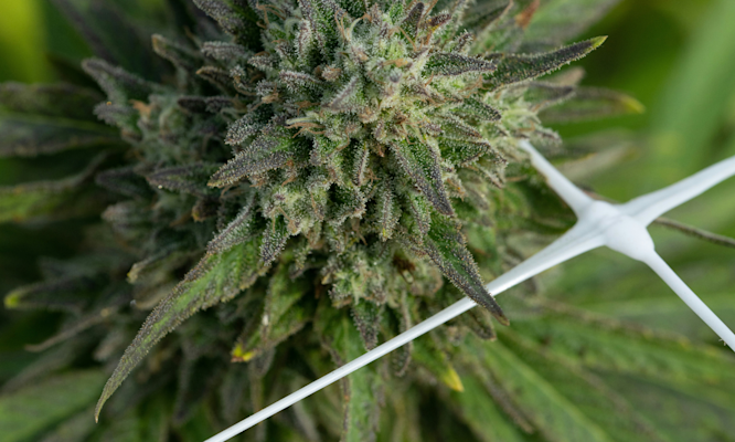 Most Potent Sweet Weed Strains Worth Trying This Year