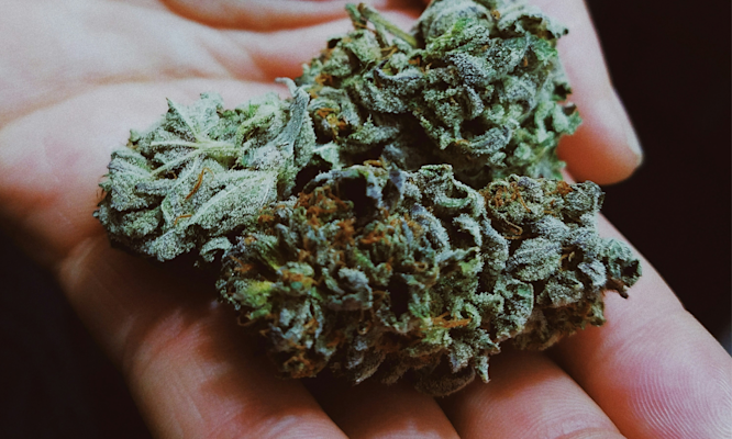 Why Cannabis Lovers Are Buzzing About Zaza Weed