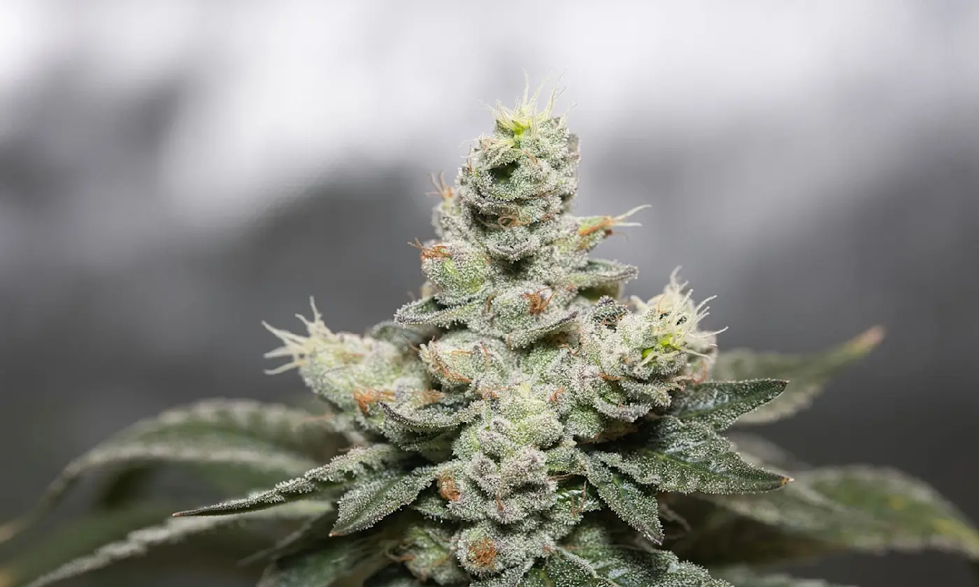 Topping Cannabis Plants: The Complete Growing Guide