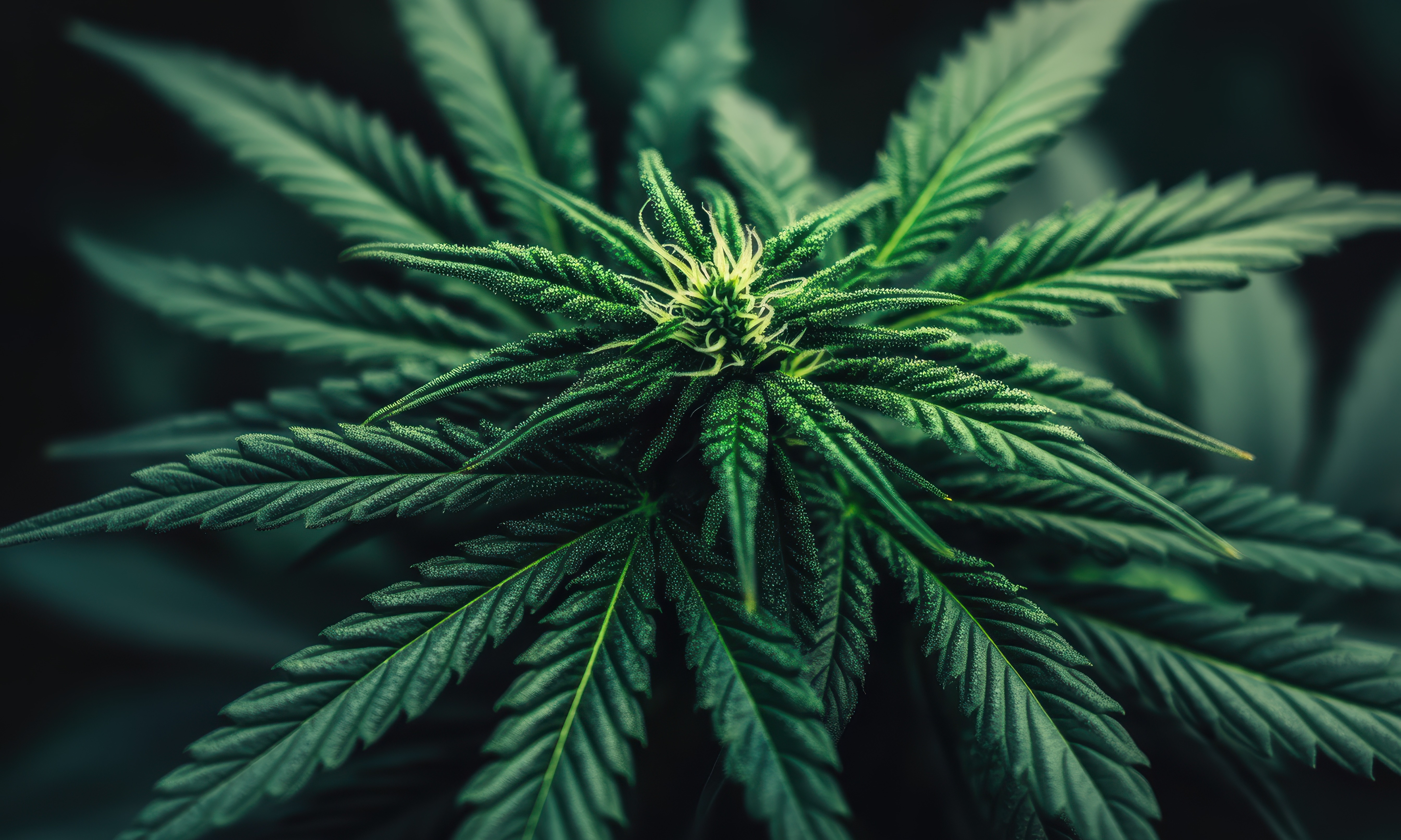 What Is the CBGA Cannabinoid? Benefits, Effects, & More