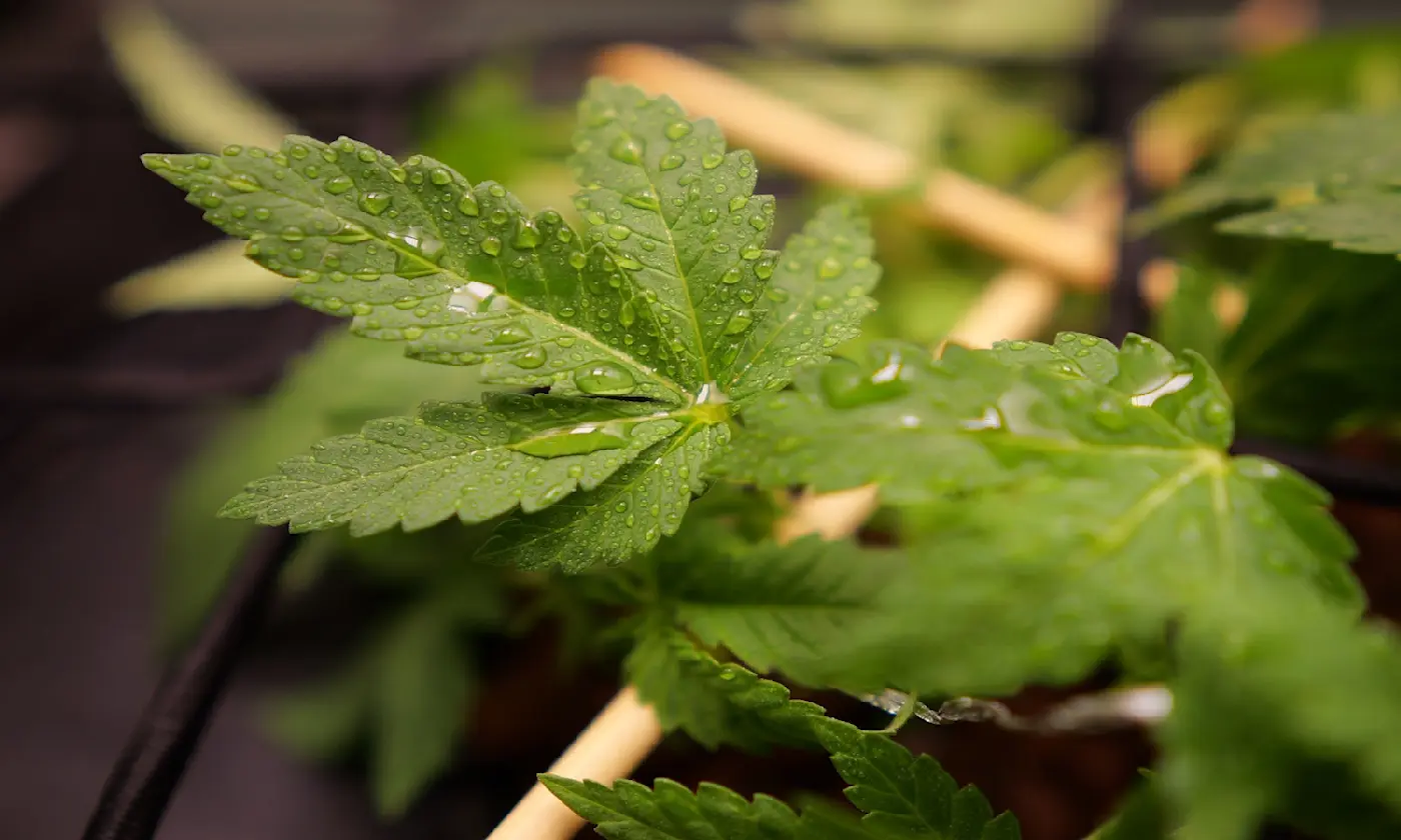 Can You Smoke Weed Stems Without Getting Sick