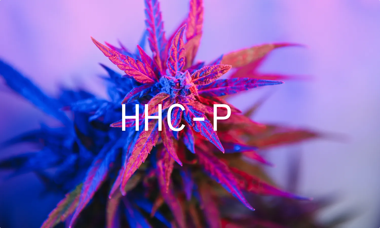 What Is HHC-P? Potency, Effects, and More Explained