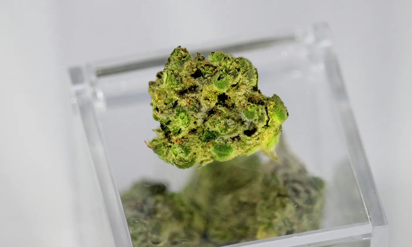 The Complete Guide to Buying and Consuming Cannabis Based on Terpenes